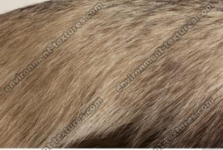 photo texture of fur 0009